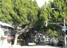 Examples of streets with attractive tree canopies.